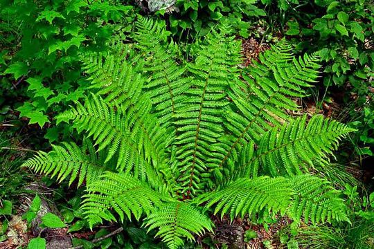 Image of Dryopteris crassirhizoma Nakai