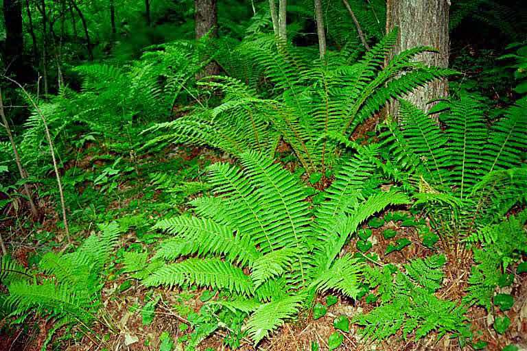 Image of Dryopteris crassirhizoma Nakai