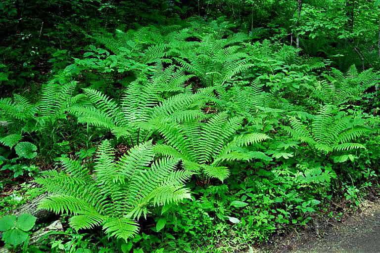 Dryopteris crassirhizoma Nakai resmi