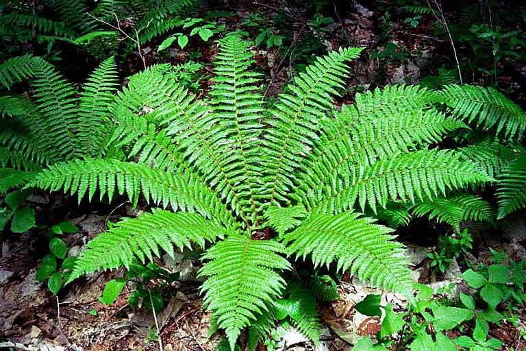 Image of Dryopteris crassirhizoma Nakai