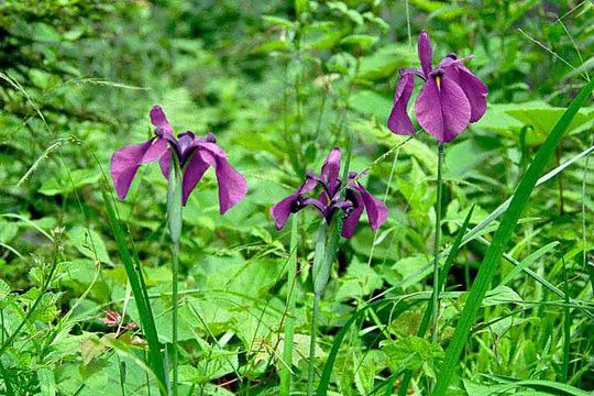 Image of Japanese iris