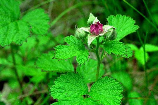 Rubus parvifolius L. resmi