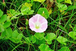 Image of Sea Bindweed