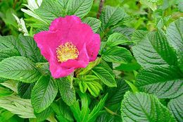 Image of japanese rose