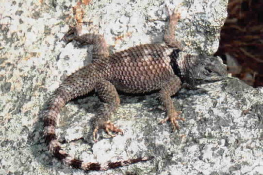 Image of Crevice Spiny Lizard