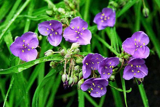 Imagem de Tradescantia ohiensis Raf.