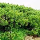 Image of dwarf Siberian pine