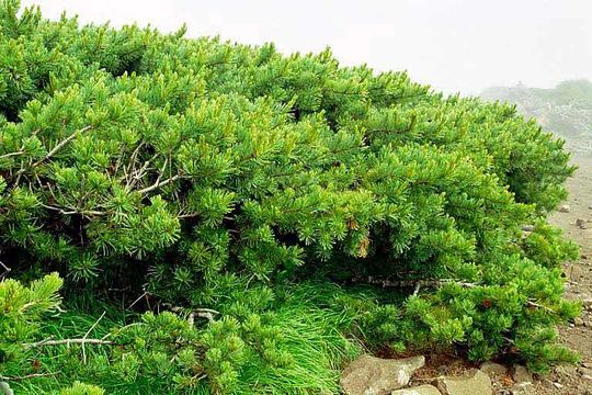 Image of dwarf Siberian pine