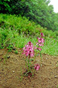 Слика од Pedicularis chamissonis Stev.