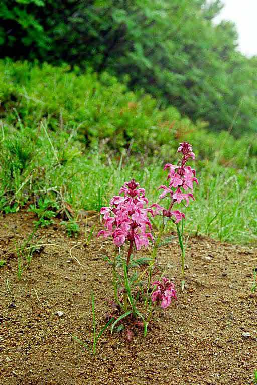 Imagem de Pedicularis chamissonis Stev.