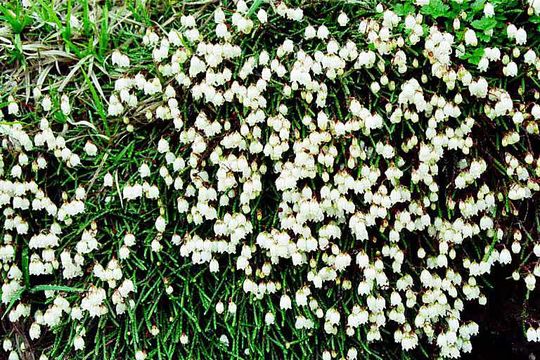 Image of clubmoss cassiope