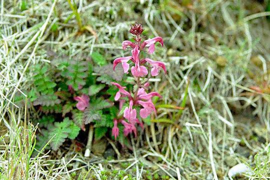 Image of whorled lousewort