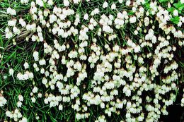 Image of clubmoss cassiope