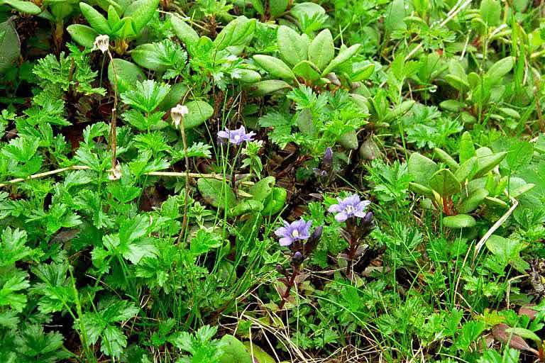 Image of Gentiana nipponica Maxim.