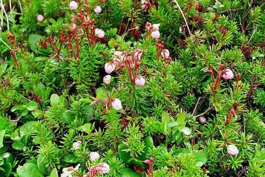 Image of blue mountainheath