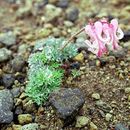 Dicentra peregrina (Rudolph) Makino resmi