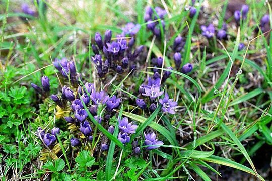 Gentiana nipponica Maxim.的圖片