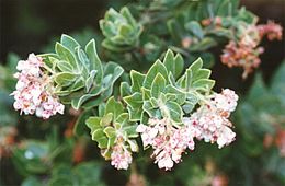 Image of Kings Mountain manzanita