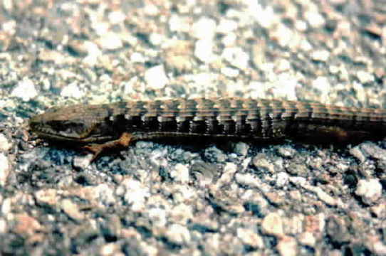 Image of Southern Alligator Lizard