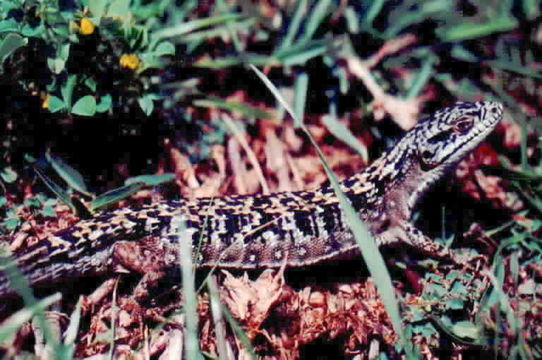 Image of Southern Alligator Lizard