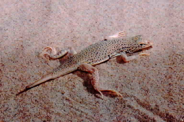 Image of Mojave Fringe-toed Lizard