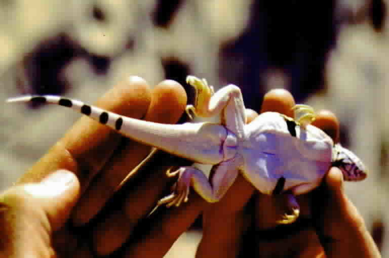 Image of Mojave Fringe-toed Lizard