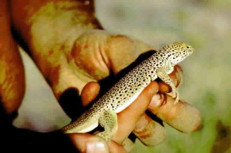 Image of Mojave Fringe-toed Lizard