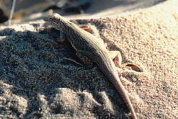 Image of Mojave Fringe-toed Lizard