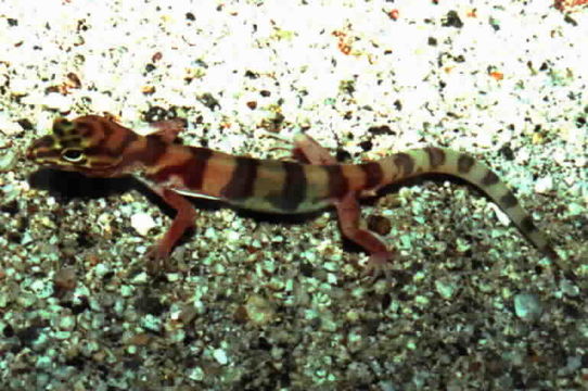 Image of Western Banded Gecko