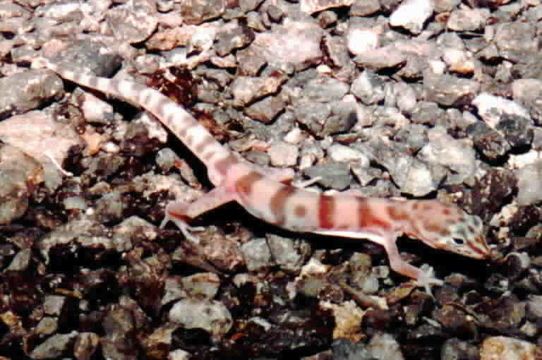 Image of Western Banded Gecko