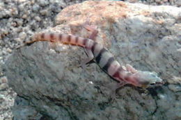 Image of Western Banded Gecko