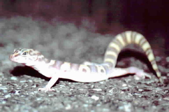 Image of Western Banded Gecko