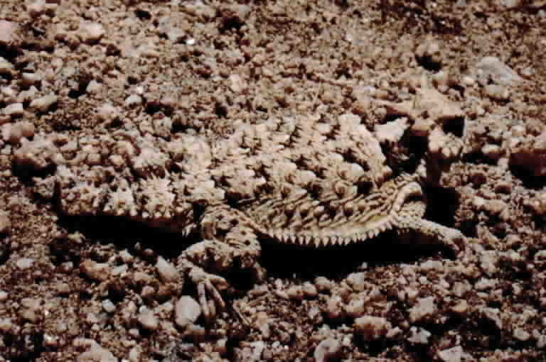 Image of San Diego Horned Lizard