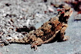 Image of San Diego Horned Lizard