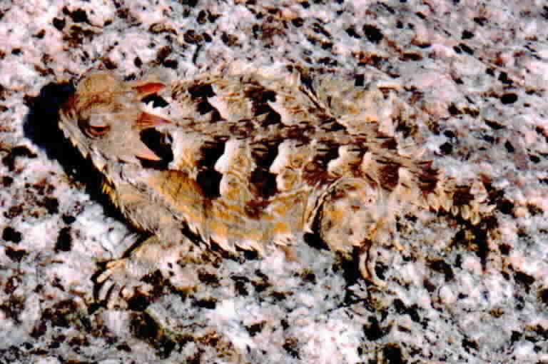 Sivun Phrynosoma blainvillii Gray 1839 kuva