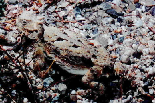 Image of Desert Horned Lizard