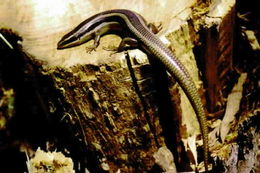 Image of Gilbert's Skink