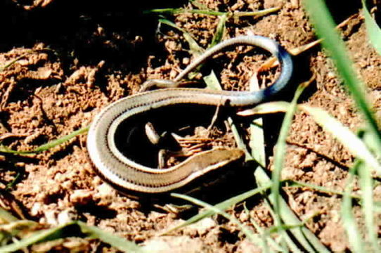 Image de Plestiodon skiltonianus Baird & Girard 1852