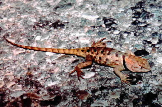 Sceloporus uniformis Phelan & Brattstrom 1955的圖片