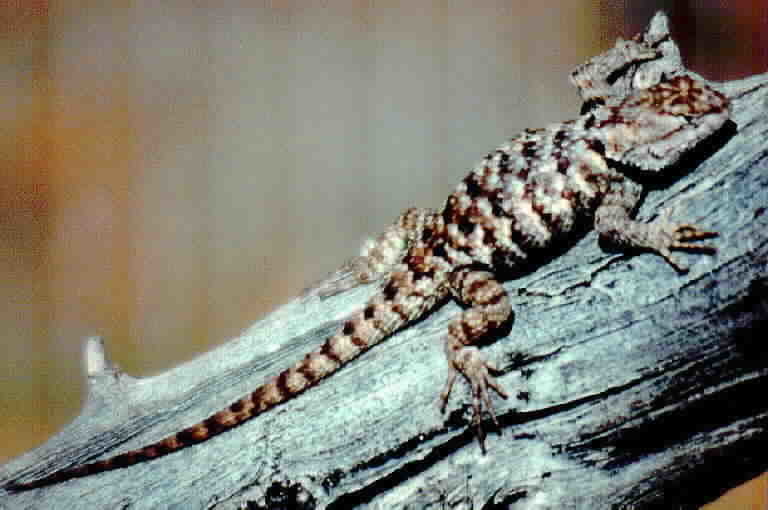 Sivun Sceloporus uniformis Phelan & Brattstrom 1955 kuva