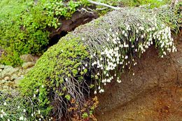 Image of clubmoss cassiope