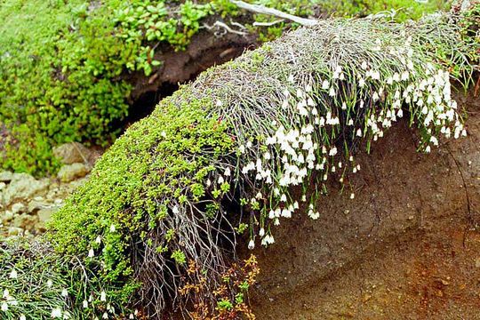 Image of clubmoss cassiope