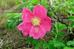 Image of japanese rose