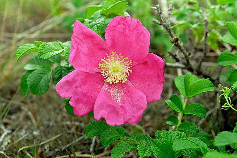 Image of japanese rose