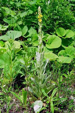 Image of Great Mullein