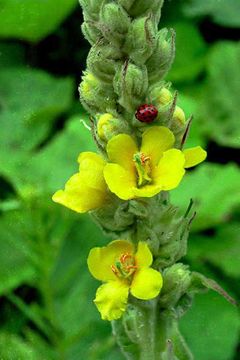 Image of Great Mullein