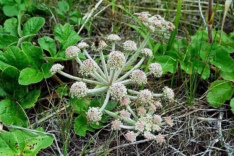 Imagem de Glehnia littoralis (A. Gray) F. Schmidt