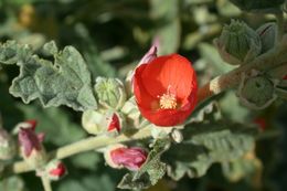 Image of <i>Sphaeralcea <i>emoryi</i></i> var. emoryi