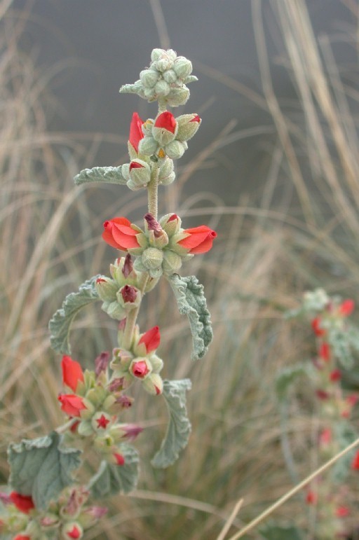 Image of <i>Sphaeralcea <i>emoryi</i></i> var. emoryi