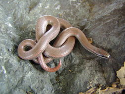 Image of Sharp-tailed Snake